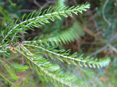 Feuilles et aiguilles de 5 mm groupées par 3 ou 4 et possédant 2 sillons sur leur face inférieure et présentes sur des tiges dressées et ramifiées. Agrandir dans une nouvelle fenêtre (ou onglet)